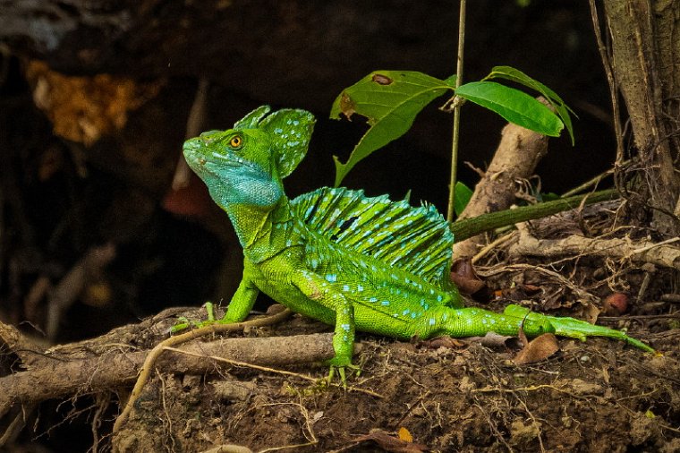 003 Tortuguero, groene helmbasilisk.jpg